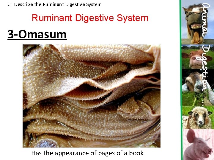 C. Describe the Ruminant Digestive System 3 -Omasum Has the appearance of pages of