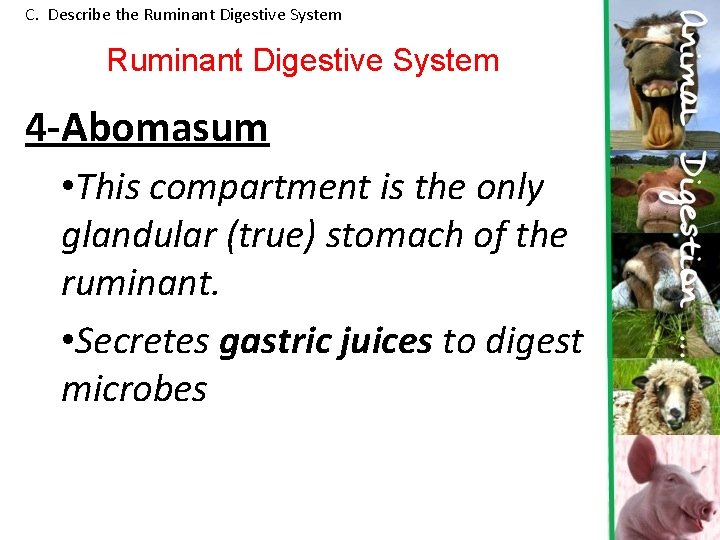 C. Describe the Ruminant Digestive System 4 -Abomasum • This compartment is the only