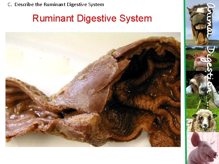 C. Describe the Ruminant Digestive System 