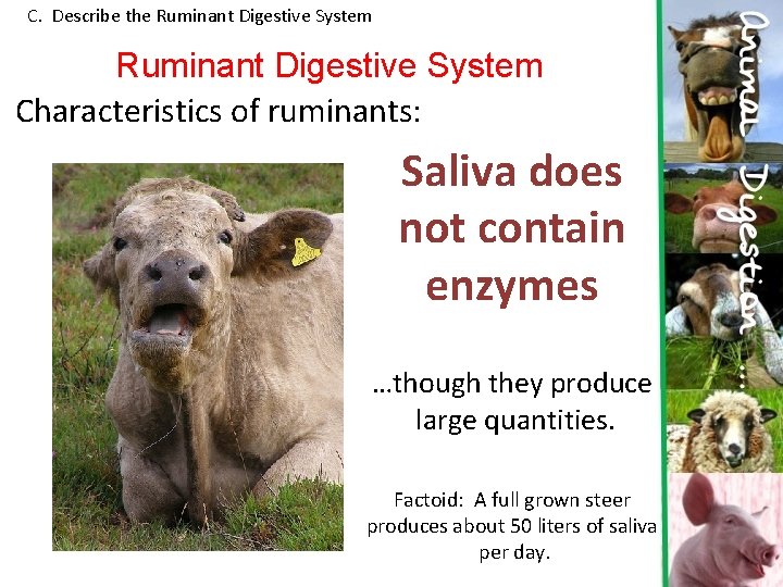 C. Describe the Ruminant Digestive System Characteristics of ruminants: Saliva does not contain enzymes