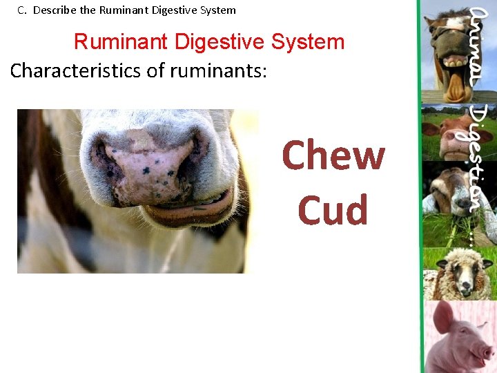 C. Describe the Ruminant Digestive System Characteristics of ruminants: Chew Cud 