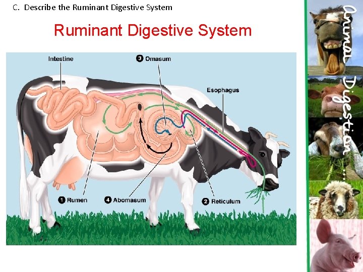 C. Describe the Ruminant Digestive System 