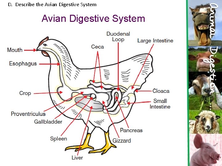 D. Describe the Avian Digestive System 