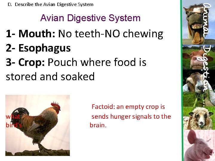 D. Describe the Avian Digestive System 1 - Mouth: No teeth-NO chewing 2 -