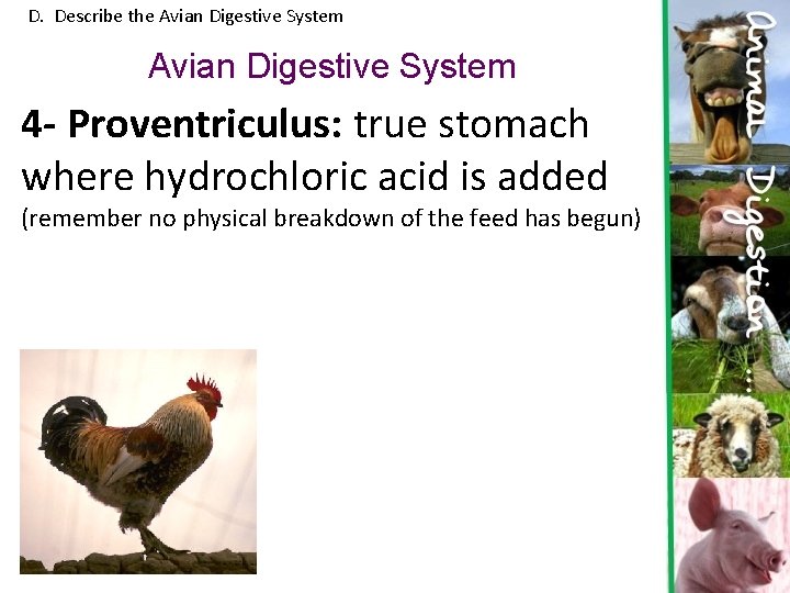D. Describe the Avian Digestive System 4 - Proventriculus: true stomach where hydrochloric acid
