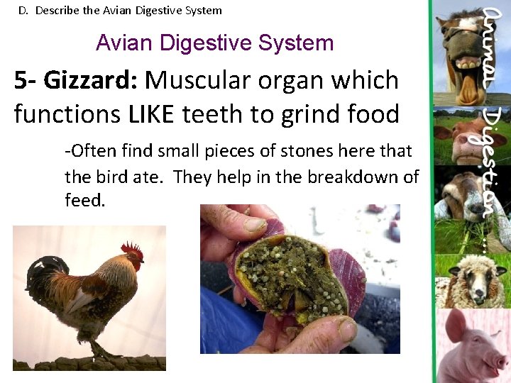D. Describe the Avian Digestive System 5 - Gizzard: Muscular organ which functions LIKE