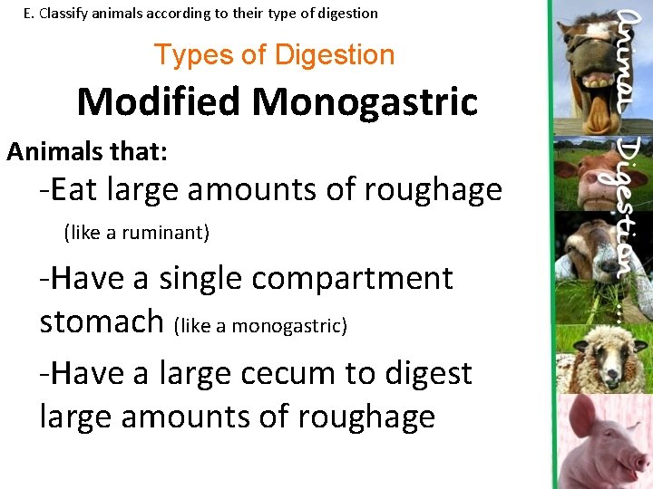 E. Classify animals according to their type of digestion Types of Digestion Modified Monogastric