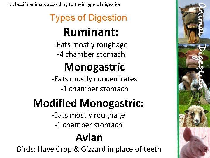 E. Classify animals according to their type of digestion Types of Digestion Ruminant: -Eats