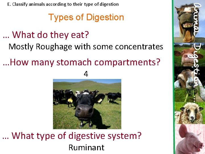 E. Classify animals according to their type of digestion Types of Digestion … What