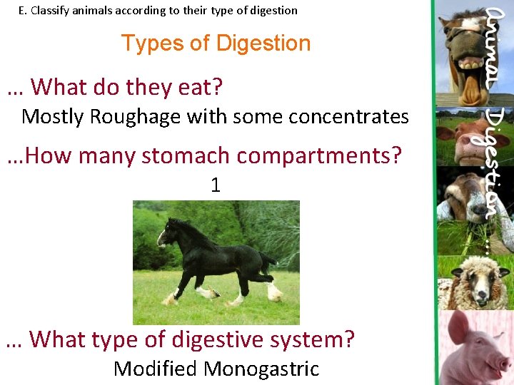 E. Classify animals according to their type of digestion Types of Digestion … What