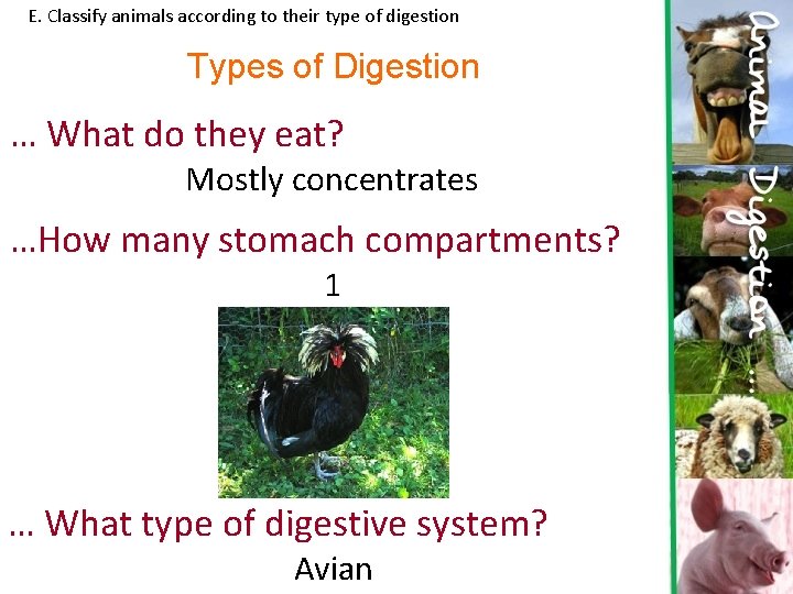 E. Classify animals according to their type of digestion Types of Digestion … What