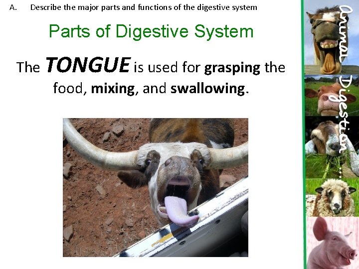 A. Describe the major parts and functions of the digestive system Parts of Digestive