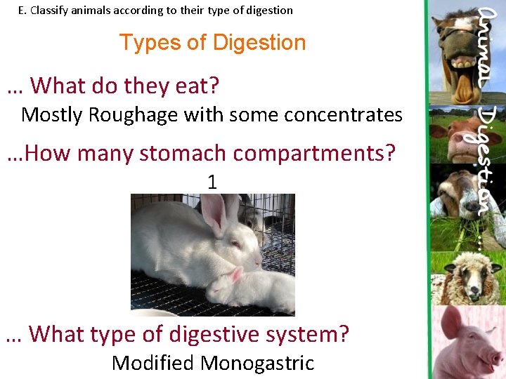 E. Classify animals according to their type of digestion Types of Digestion … What
