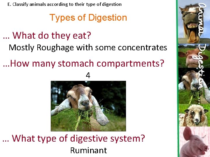 E. Classify animals according to their type of digestion Types of Digestion … What