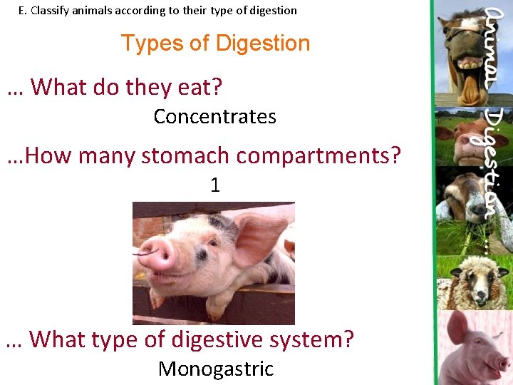 E. Classify animals according to their type of digestion Types of Digestion … What
