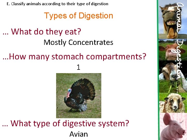 E. Classify animals according to their type of digestion Types of Digestion … What