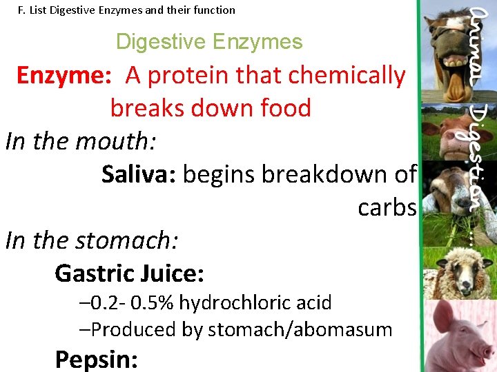 F. List Digestive Enzymes and their function Digestive Enzymes Enzyme: A protein that chemically