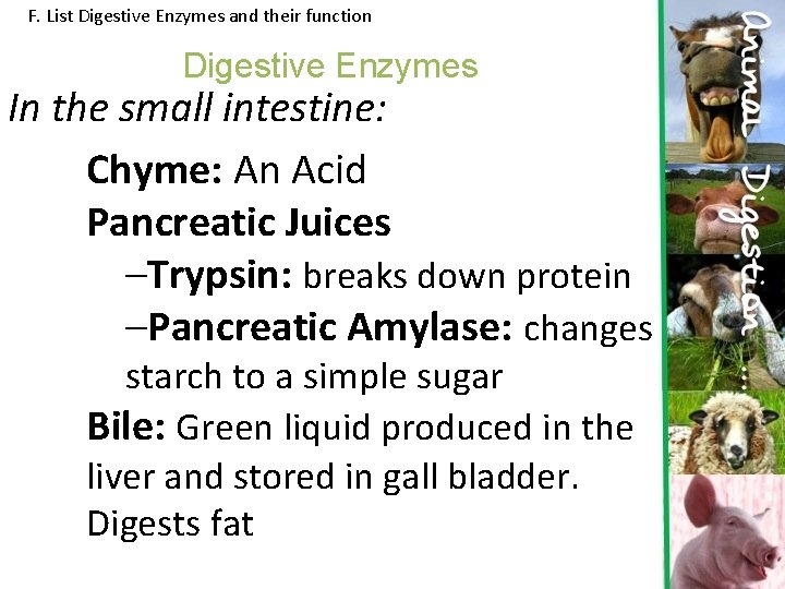 F. List Digestive Enzymes and their function Digestive Enzymes In the small intestine: Chyme: