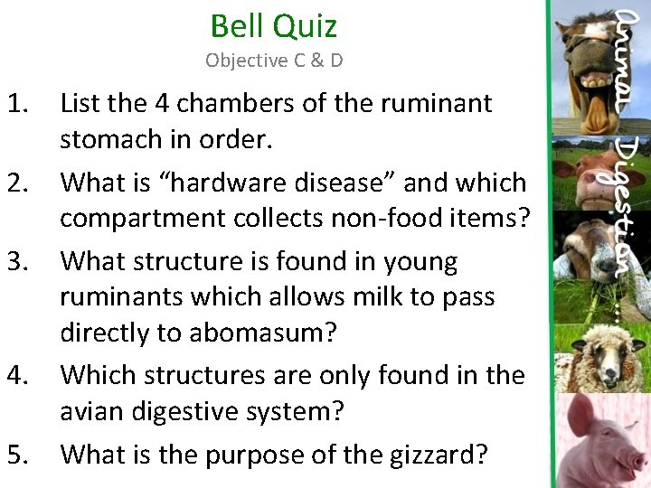 Bell Quiz Objective C & D 1. List the 4 chambers of the ruminant
