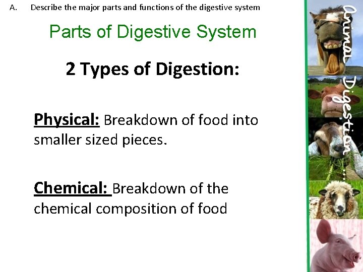 A. Describe the major parts and functions of the digestive system Parts of Digestive