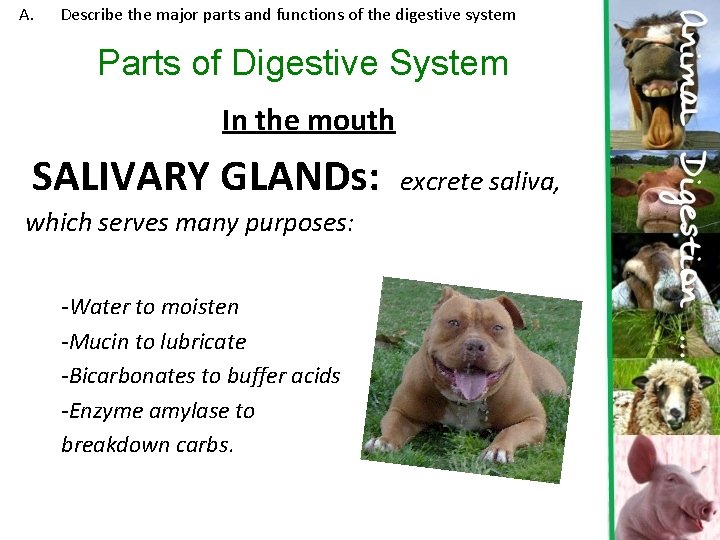 A. Describe the major parts and functions of the digestive system Parts of Digestive