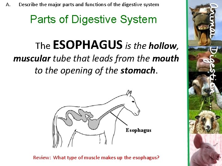 A. Describe the major parts and functions of the digestive system Parts of Digestive