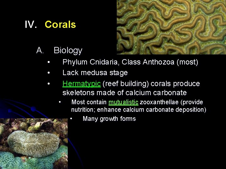 IV. Corals A. Biology • • • Phylum Cnidaria, Class Anthozoa (most) Lack medusa