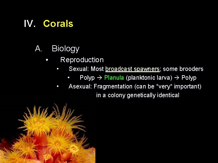 IV. Corals A. Biology • Reproduction • • • Sexual: Most broadcast spawners; some