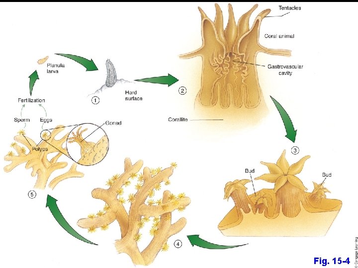Fig. 15 -4 