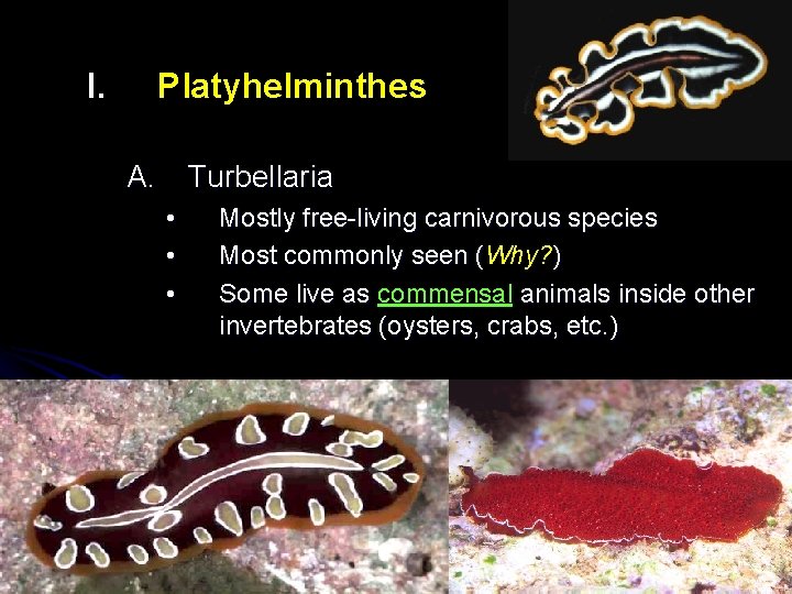 I. Platyhelminthes A. Turbellaria • • • Mostly free-living carnivorous species Most commonly seen