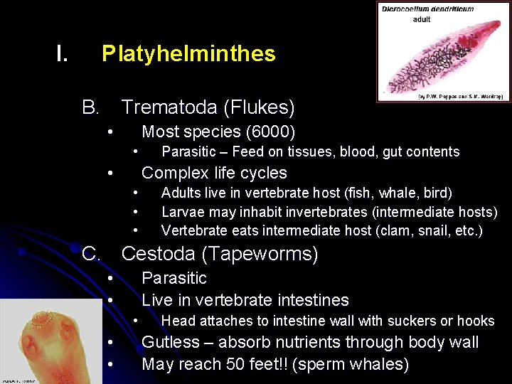 I. Platyhelminthes B. Trematoda (Flukes) • Most species (6000) • • Parasitic – Feed