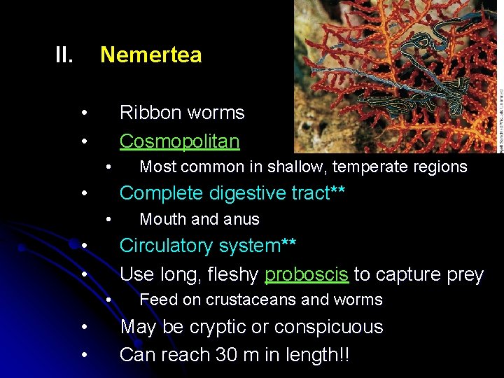 II. Nemertea • • Ribbon worms Cosmopolitan • • Complete digestive tract** • •