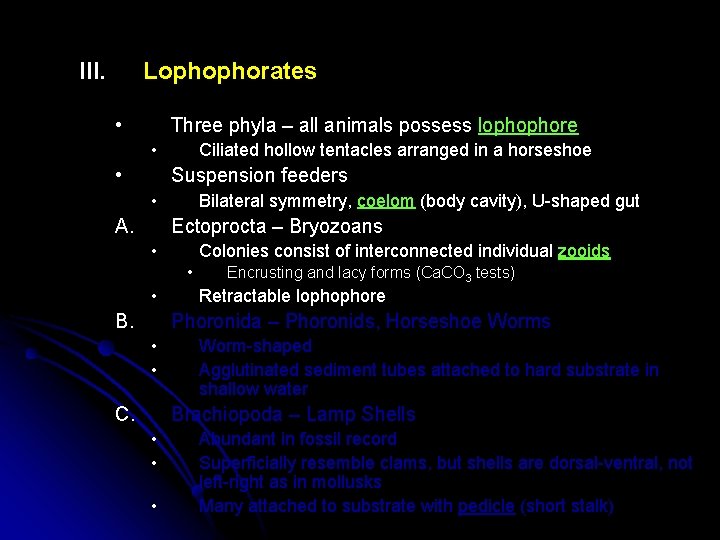 III. Lophophorates • Three phyla – all animals possess lophophore • • Ciliated hollow
