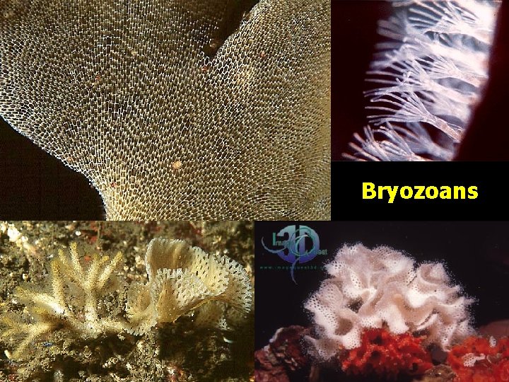 Bryozoans 