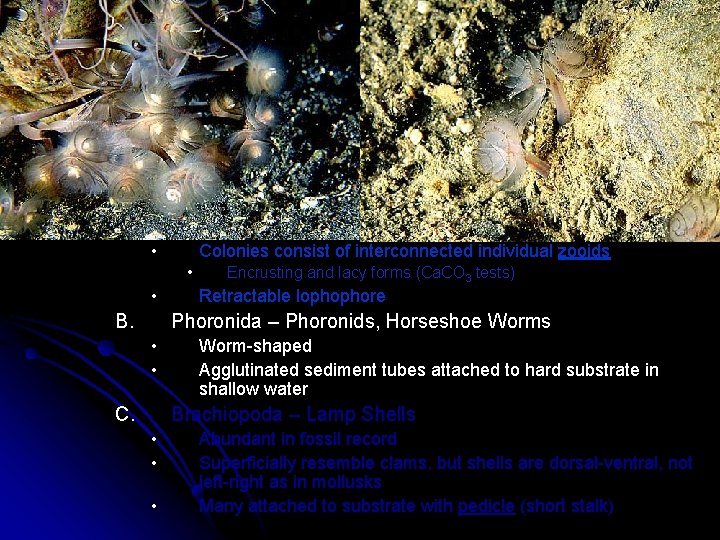 III. Lophophorates • Three phyla – all animals possess lophophore • • Ciliated hollow