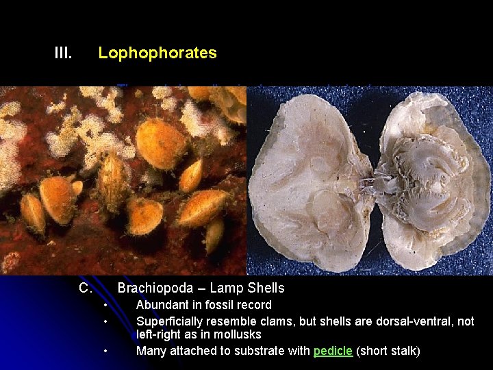 III. Lophophorates • Three phyla – all animals possess lophophore • • Ciliated hollow