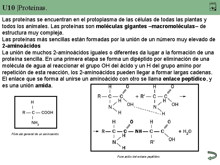 U 10 |Proteínas. Las proteínas se encuentran en el protoplasma de las células de