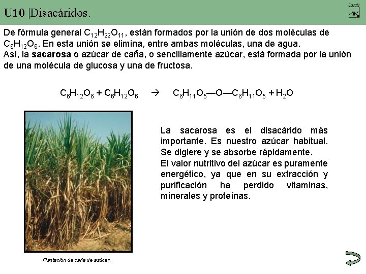 U 10 |Disacáridos. De fórmula general C 12 H 22 O 11, están formados