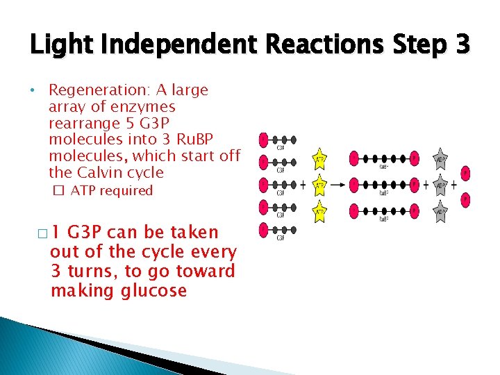 Light Independent Reactions Step 3 • Regeneration: A large array of enzymes rearrange 5