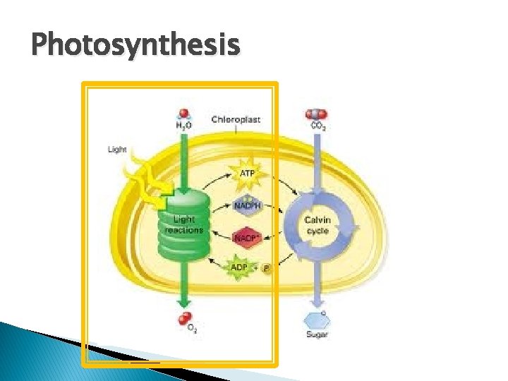 Photosynthesis 