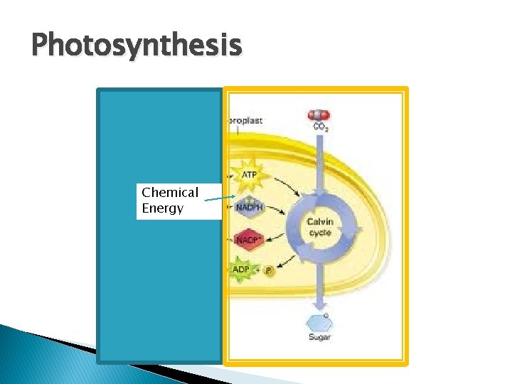 Photosynthesis Chemical Energy 