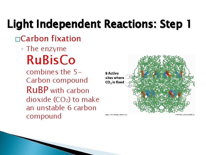 Light Independent Reactions: Step 1 � Carbon fixation ◦ The enzyme Ru. Bis. Co