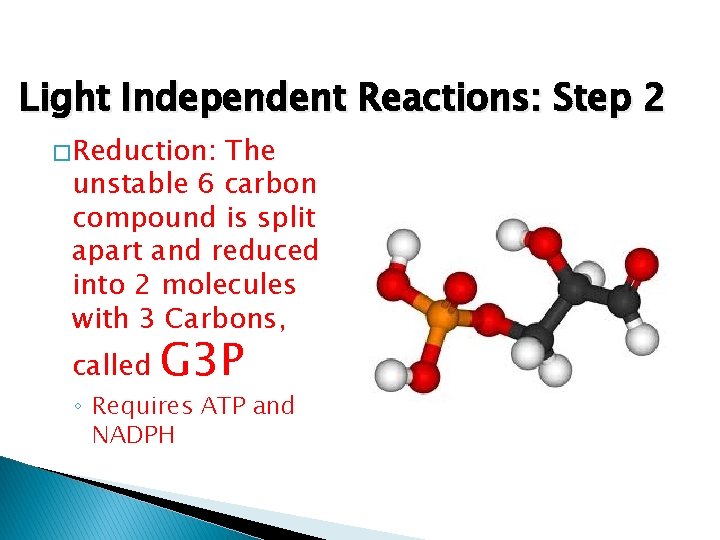 Light Independent Reactions: Step 2 � Reduction: The unstable 6 carbon compound is split