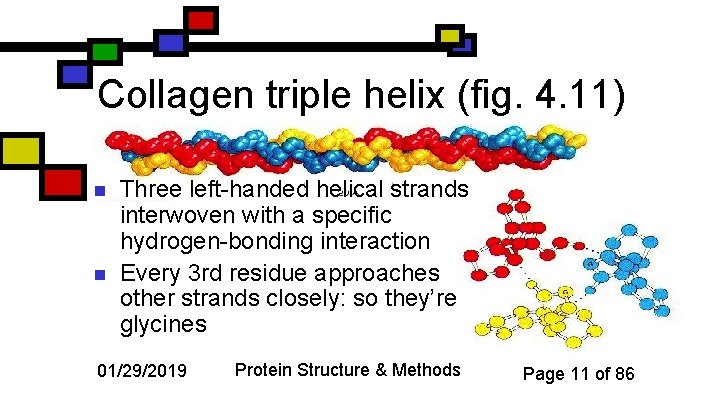 Collagen triple helix (fig. 4. 11) n n Three left-handed helical strands interwoven with