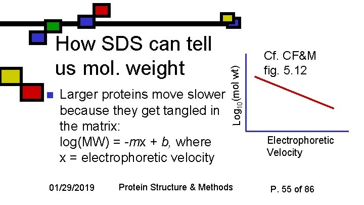 n Larger proteins move slower because they get tangled in the matrix: log(MW) =