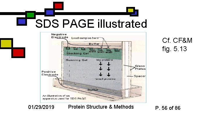 SDS PAGE illustrated Cf. CF&M fig. 5. 13 01/29/2019 Protein Structure & Methods P.