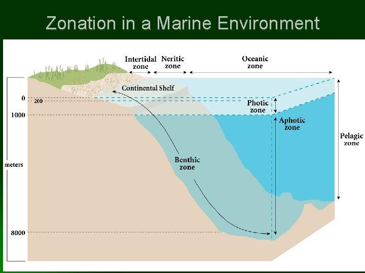 Zonation in a Marine Environment 