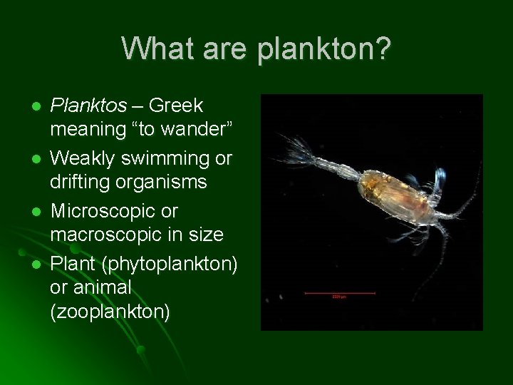 What are plankton? l l Planktos – Greek meaning “to wander” Weakly swimming or