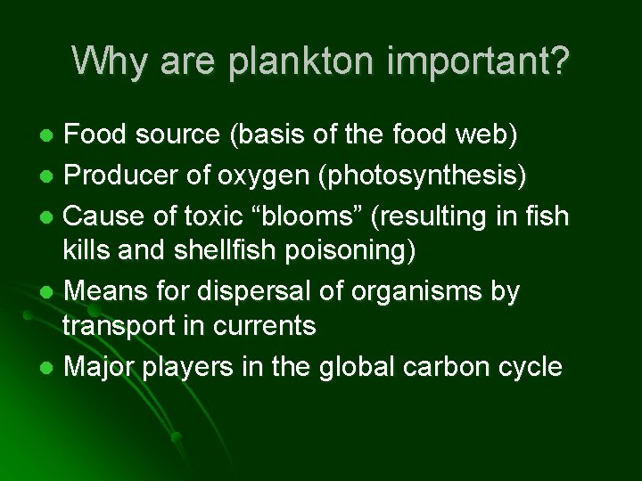 Why are plankton important? Food source (basis of the food web) l Producer of