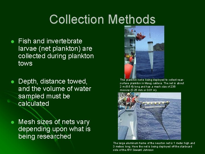 Collection Methods l Fish and invertebrate larvae (net plankton) are collected during plankton tows